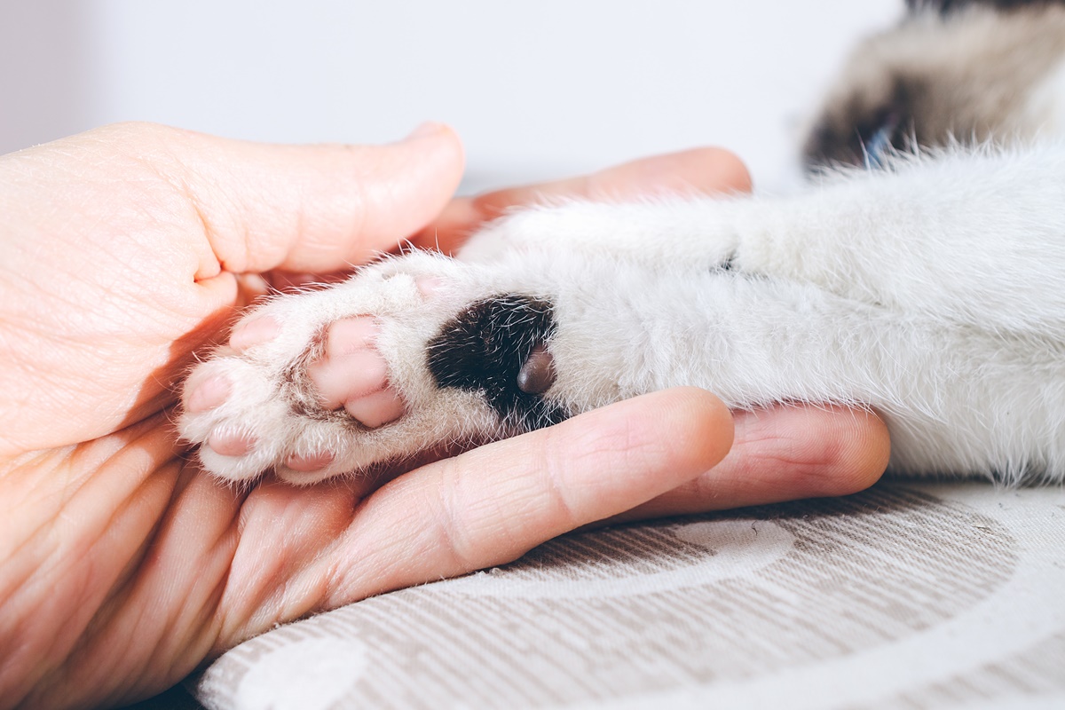 Existe uma veia dentro da unha de cães e gatos. Caso seja cortada de forma errada, isso pode causar sangramento