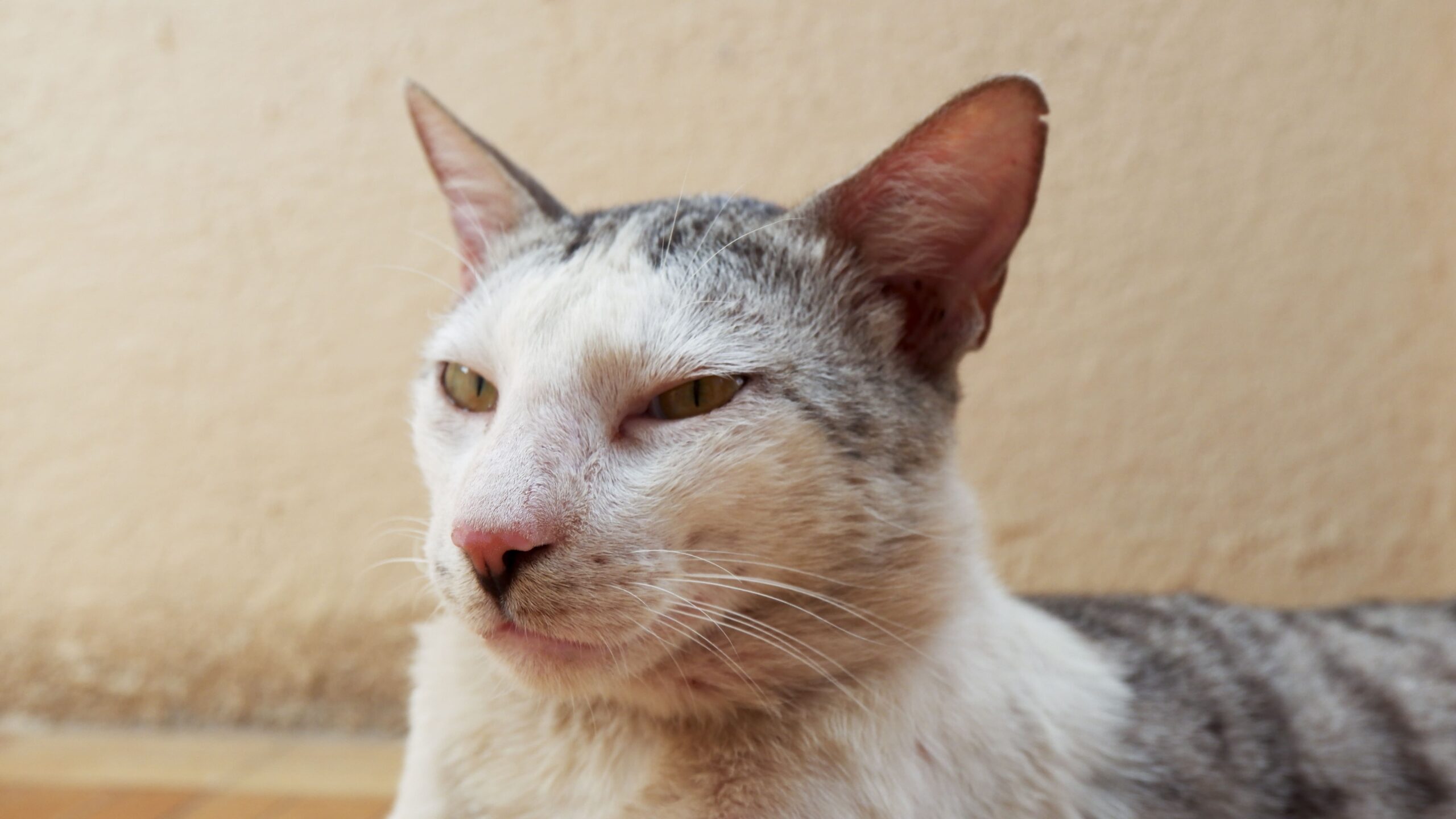 Gato com a cara fechada