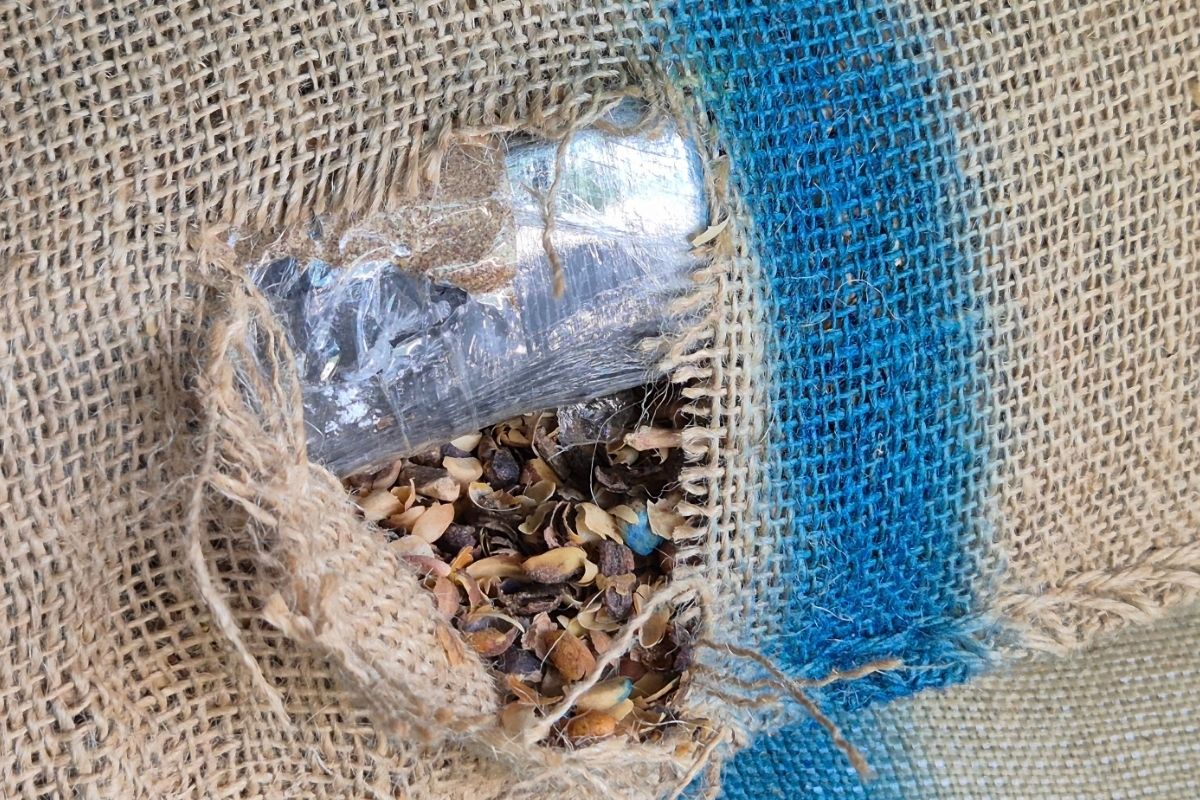 Café amargo: 366 quilos de cocaína são encontrados em carga no Porto