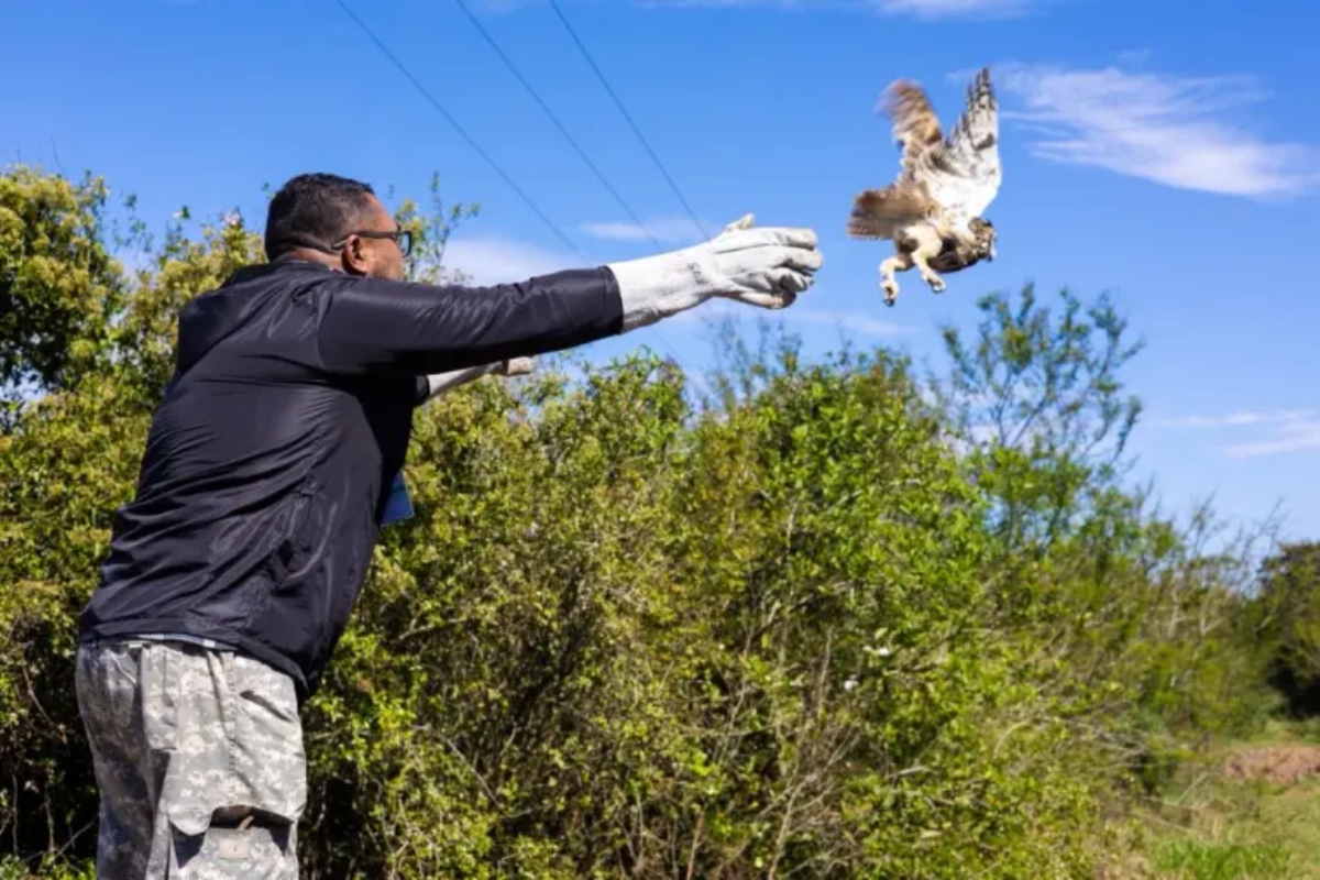Coruja-orelhuda é resgatada de linha de pipa e devolvida à natureza