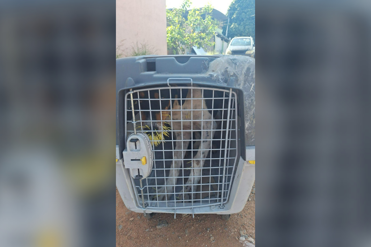 Cães ficam feridos após tentarem morder um ouriço em MG