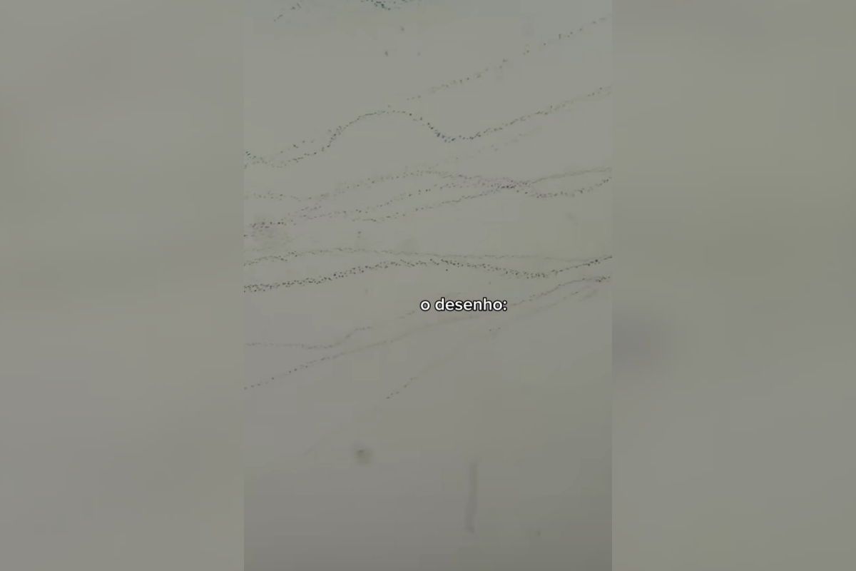 Desenho de tubarão na parede