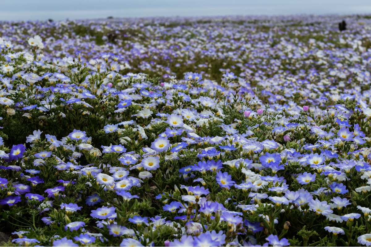 Deserto do Atacama coberto de flores