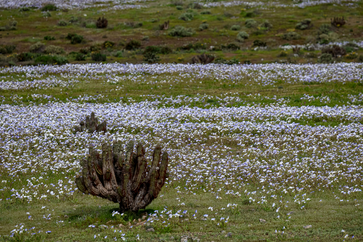 Deserto ganha "tapete de flores" após chuvas intensas causadas pelo El Niño