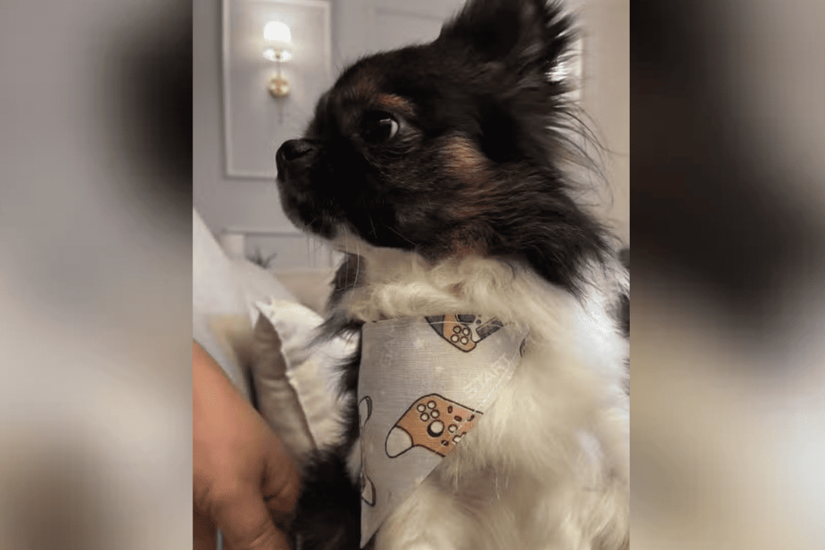 Chihuahua morre após ataque de pitbull durante passeio no litoral paulista