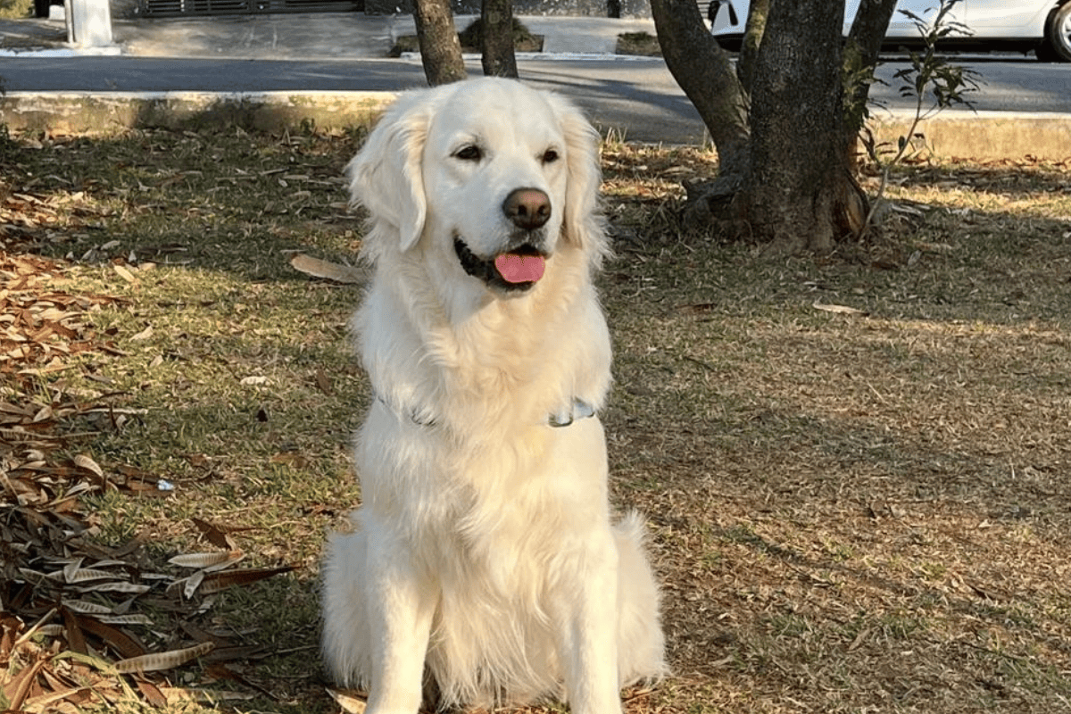 Golden Retriever morre após ingerir uma planta tóxica em resort de luxo