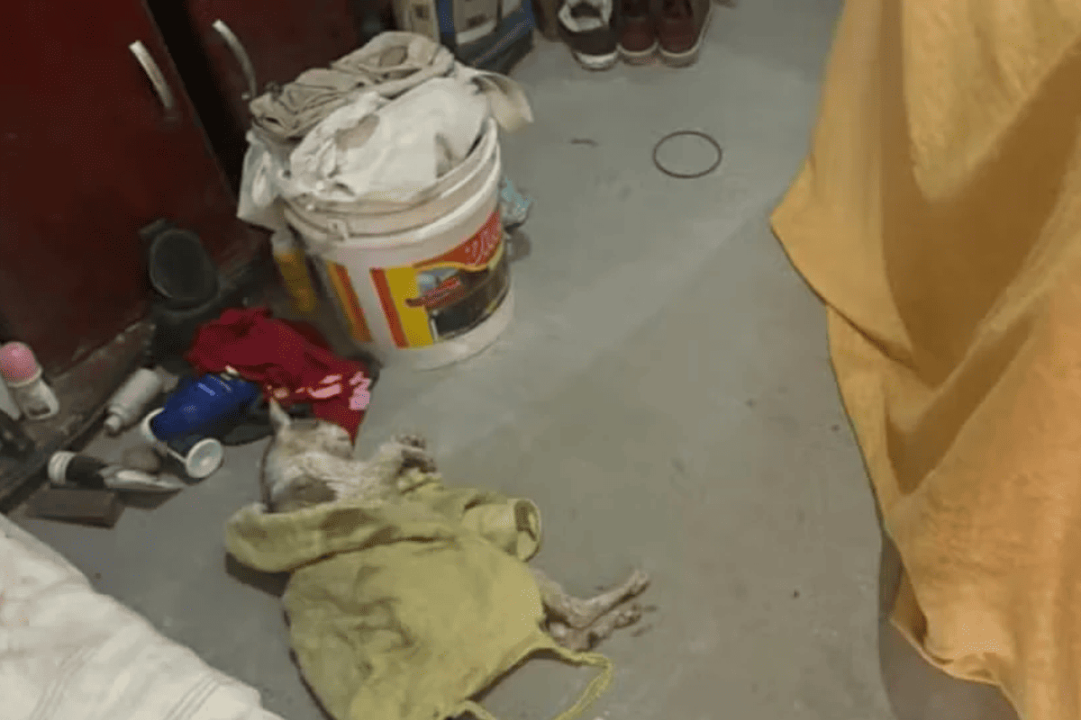 MPSP investiga suspeitos por esquema clandestino de venda de sangue de gato