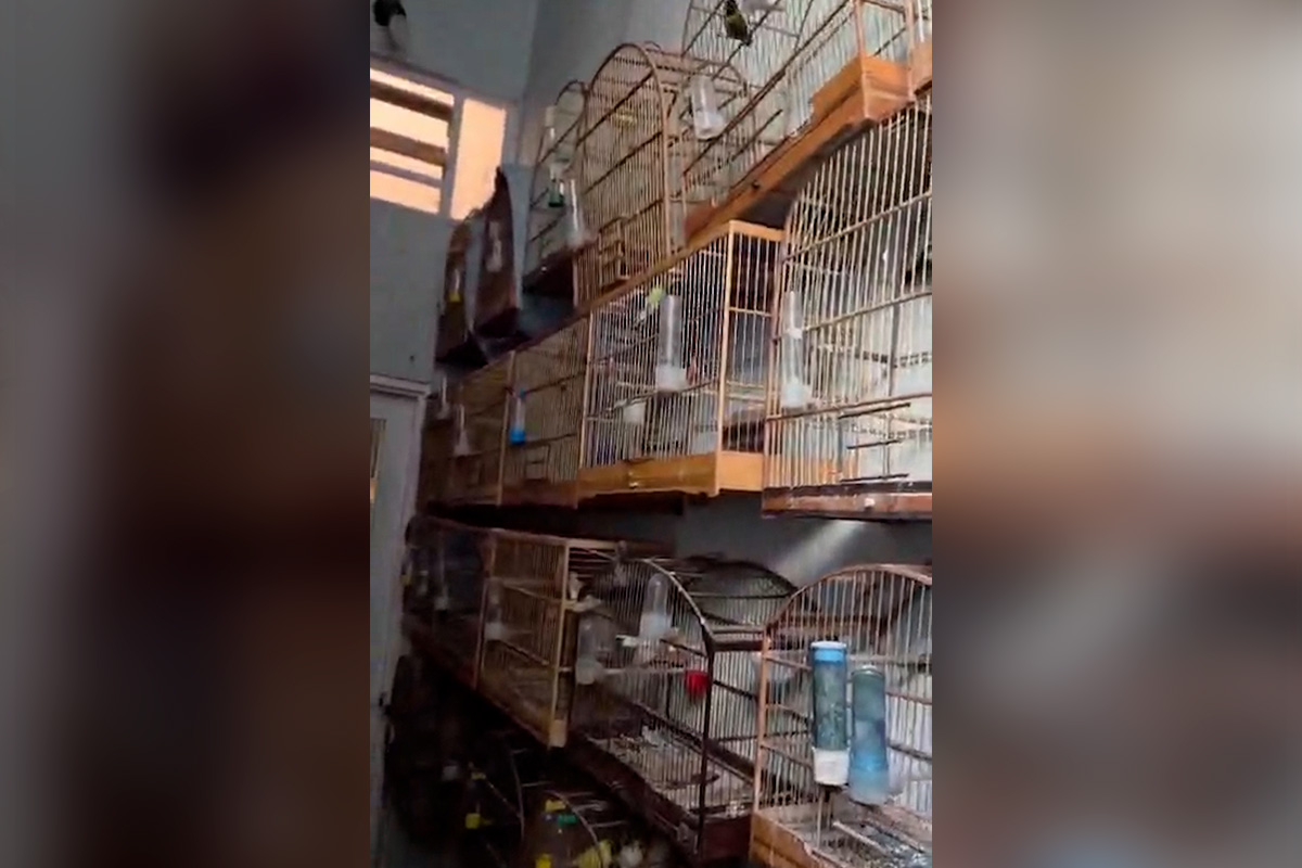 Polícia resgata 37 aves raras avaliadas em R$ 30 mil no Riacho Fundo