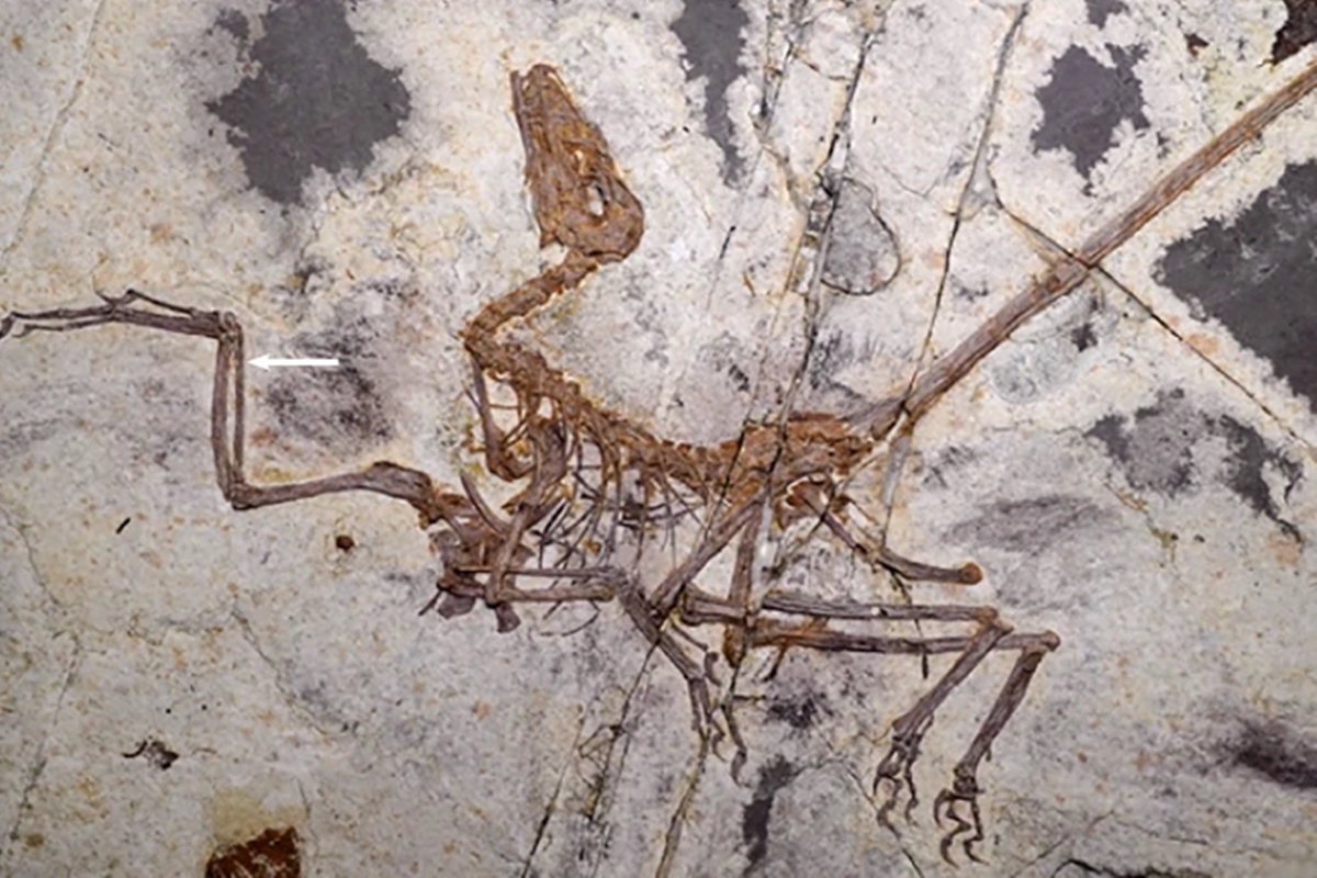 Novo dinossauro com penas é encontrado e pode explicar evolução do voo