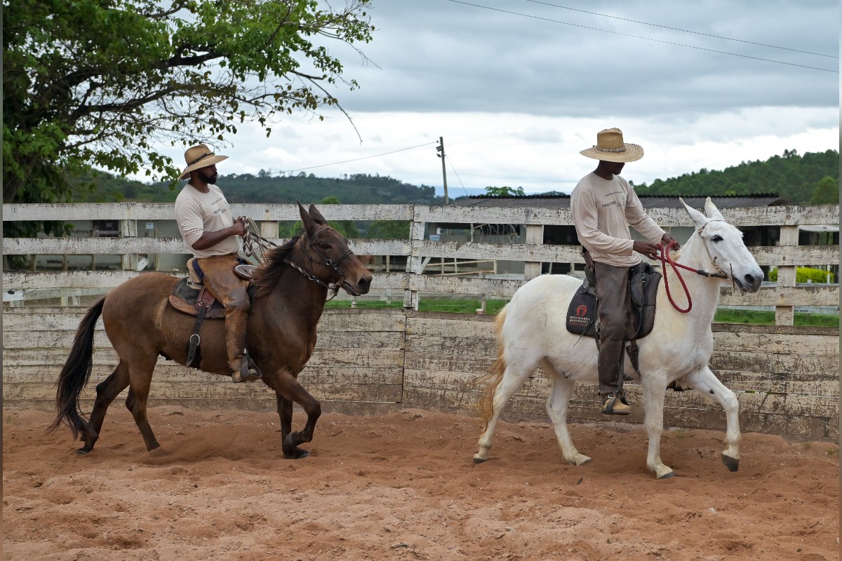 éguas Imperatriz e Pérola da Vale