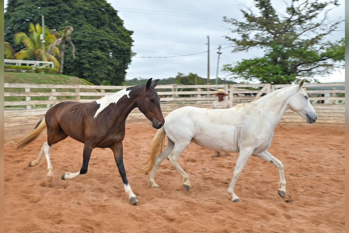 Cavalos resgatados ganham confiança antes de buscar um novo lar