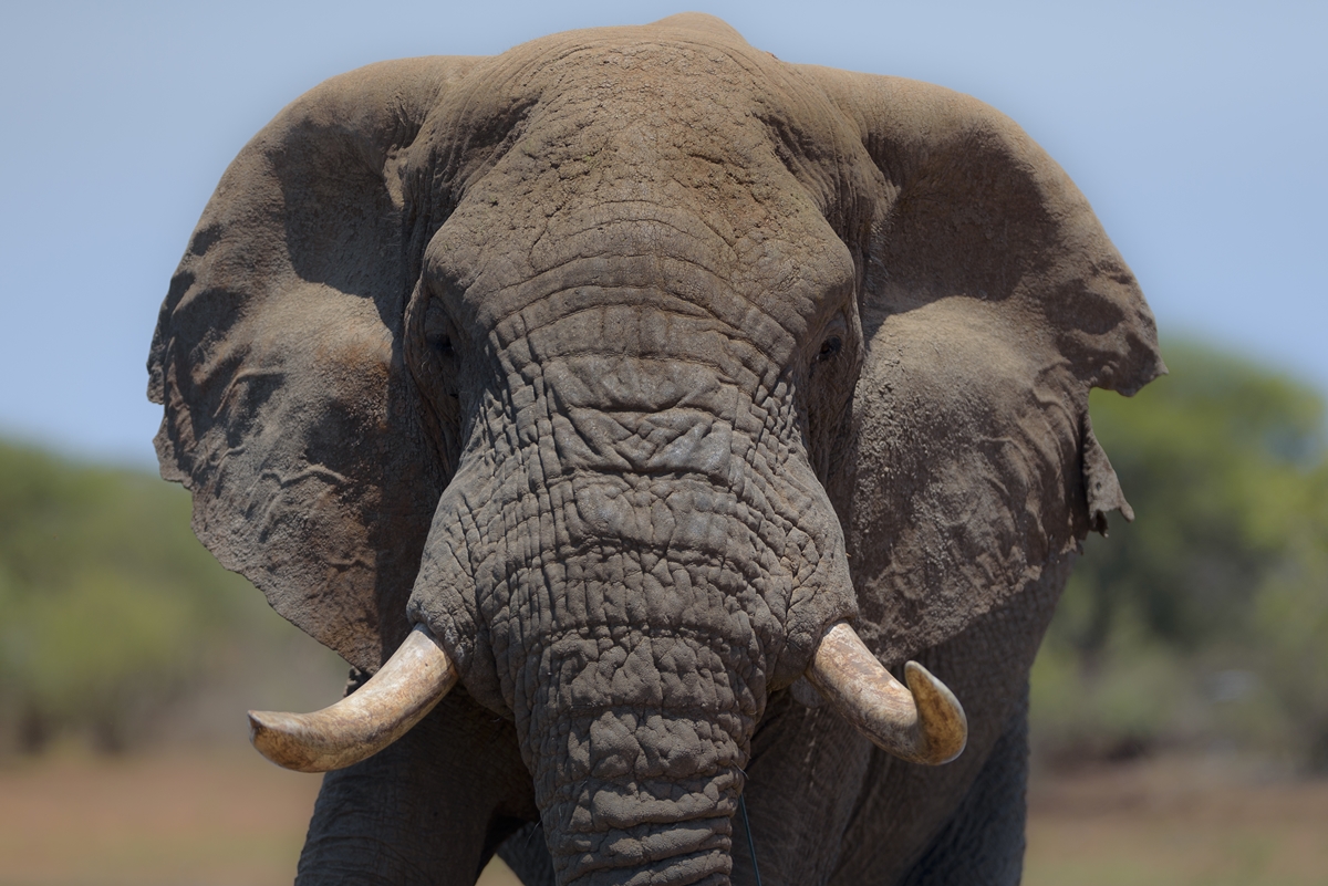 Imagem colorida de um Elefante africano - Metrópoles
