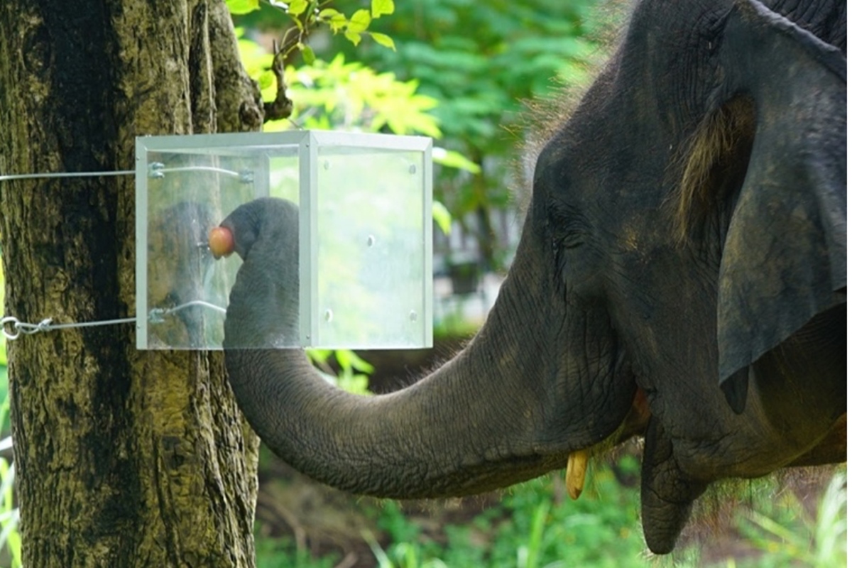 Foto colorida de elefante adulto com a tromba dentro de uma caixa transparente. Metrópoles.