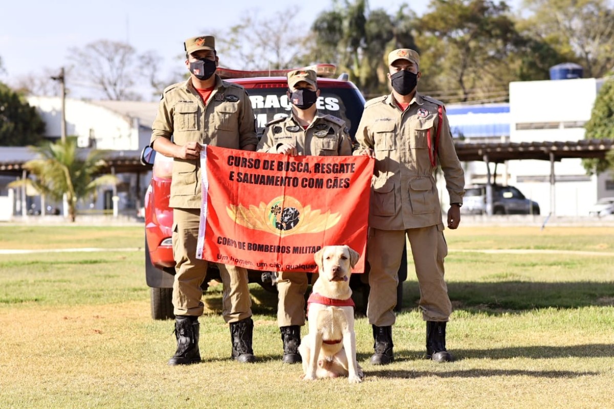 Cão bombeiro Fênix morre em Goiás após anos de missões no Brasil - QTU Questões do Universo