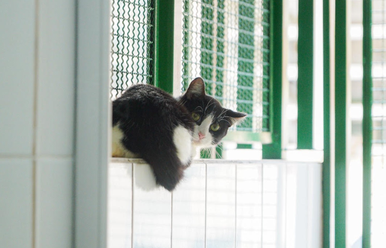 Evento em São Paulo incentiva a adoção responsável de animais