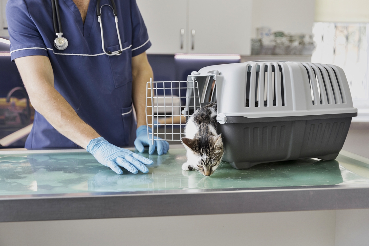 gato veterinário