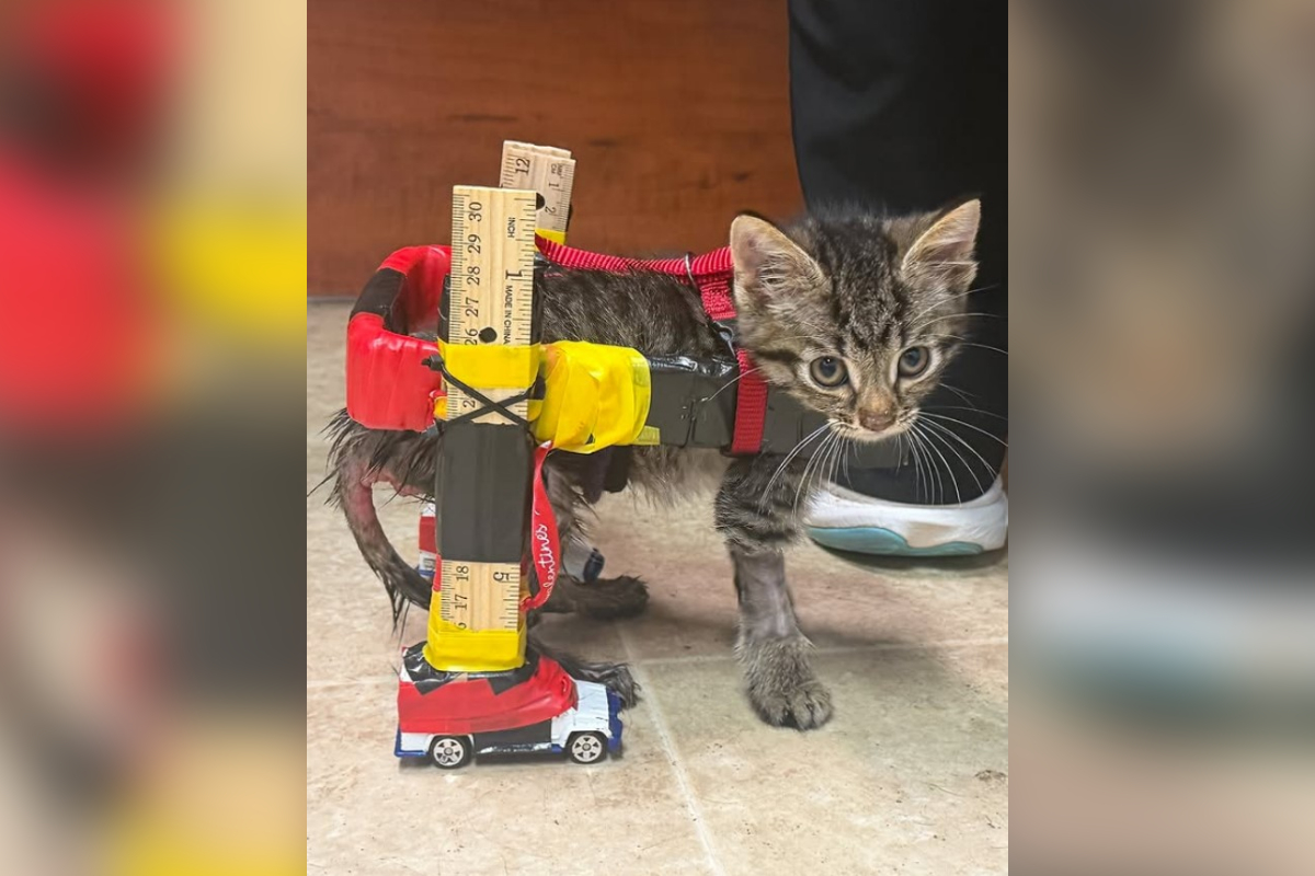 Veterinária cria cadeira de rodas com carrinhos de brinquedo para gato - QTU Questões do Universo