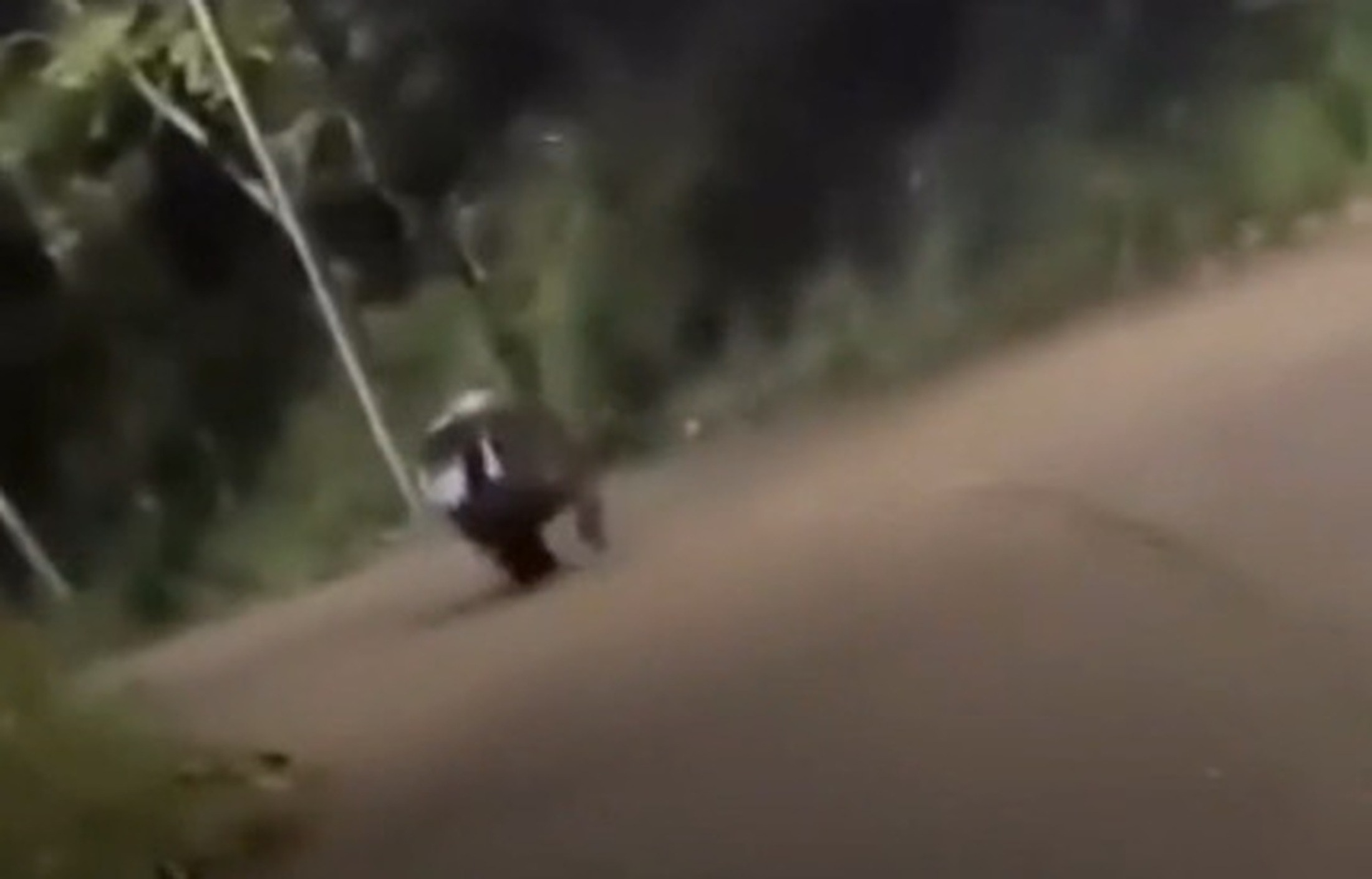 Vídeo: carro é perseguido por hipopótamo na Colômbia