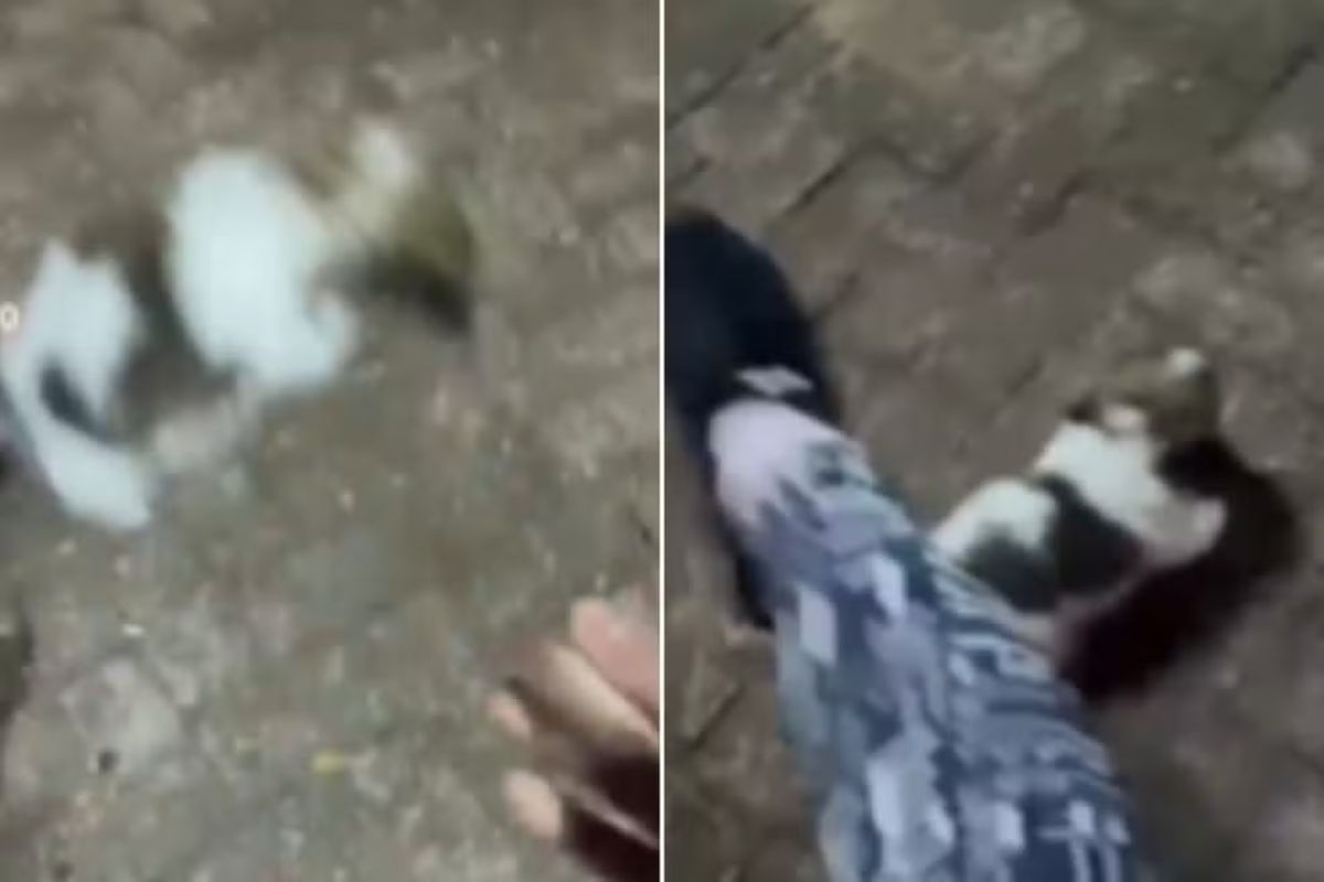 Influencer é presa após publicar vídeo chutando filhote de shih tzu - Foto