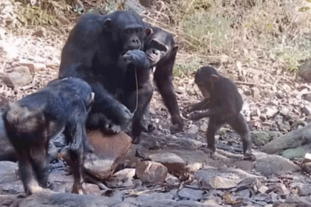 Estudo sobre macacos