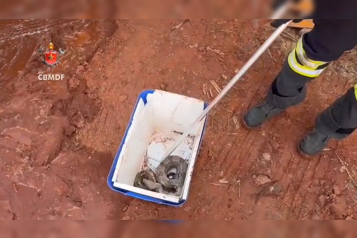 Jiboia é resgatada com ferimentos após incêndio florestal no Guará