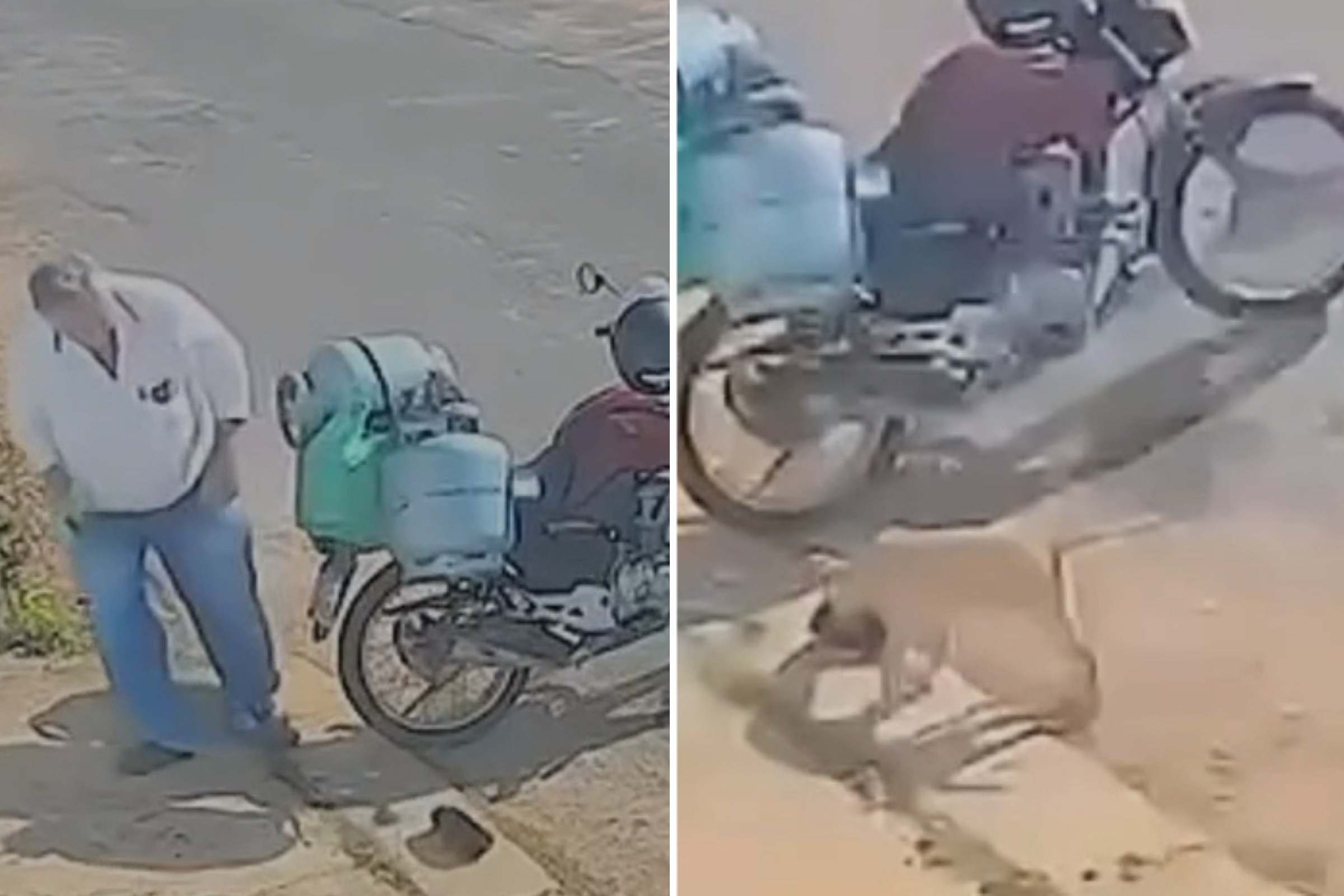Cachorro caramelo “furta” bolsa de entregador de gás e cena viraliza em MG