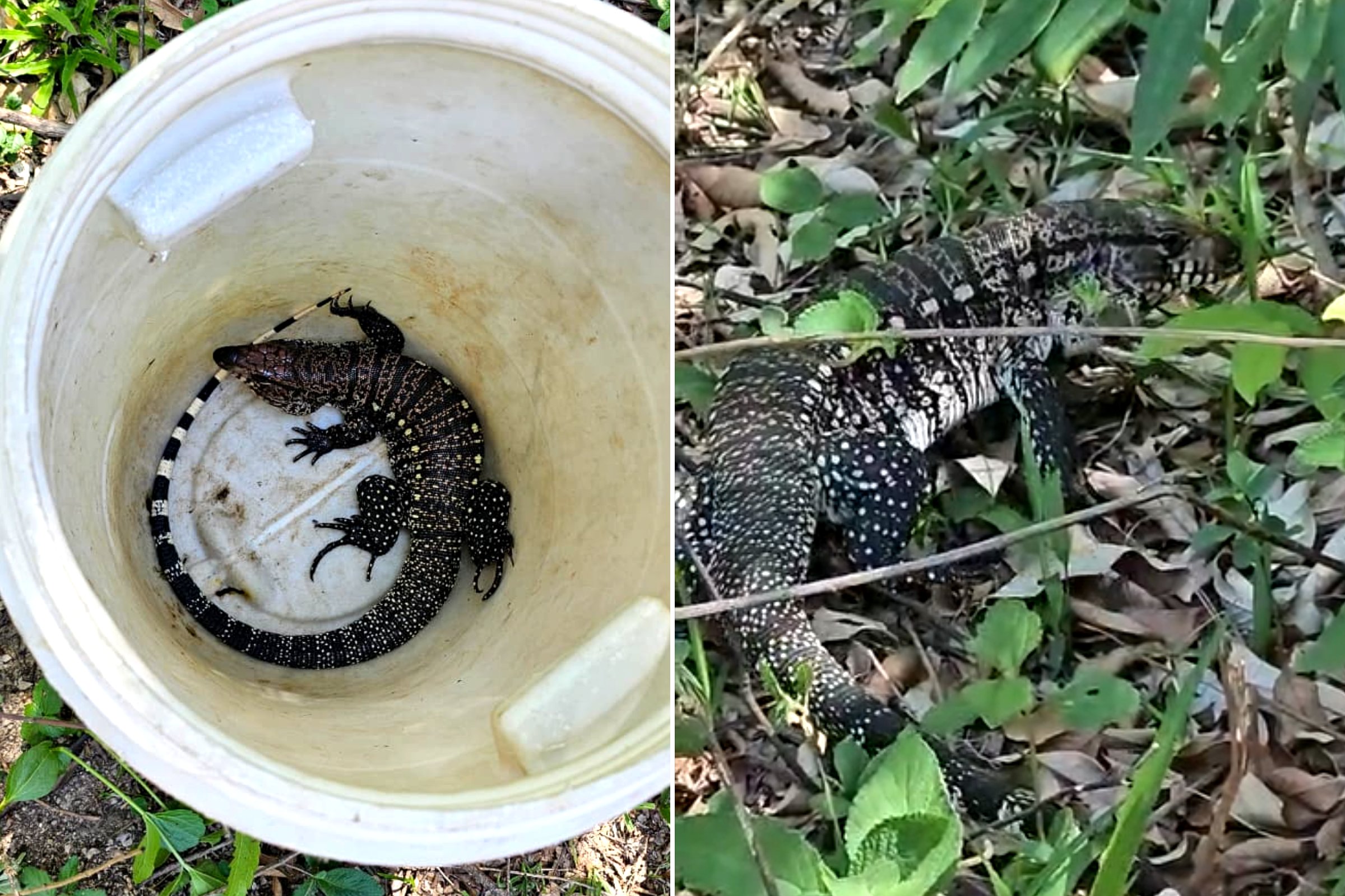 lagarto teiú