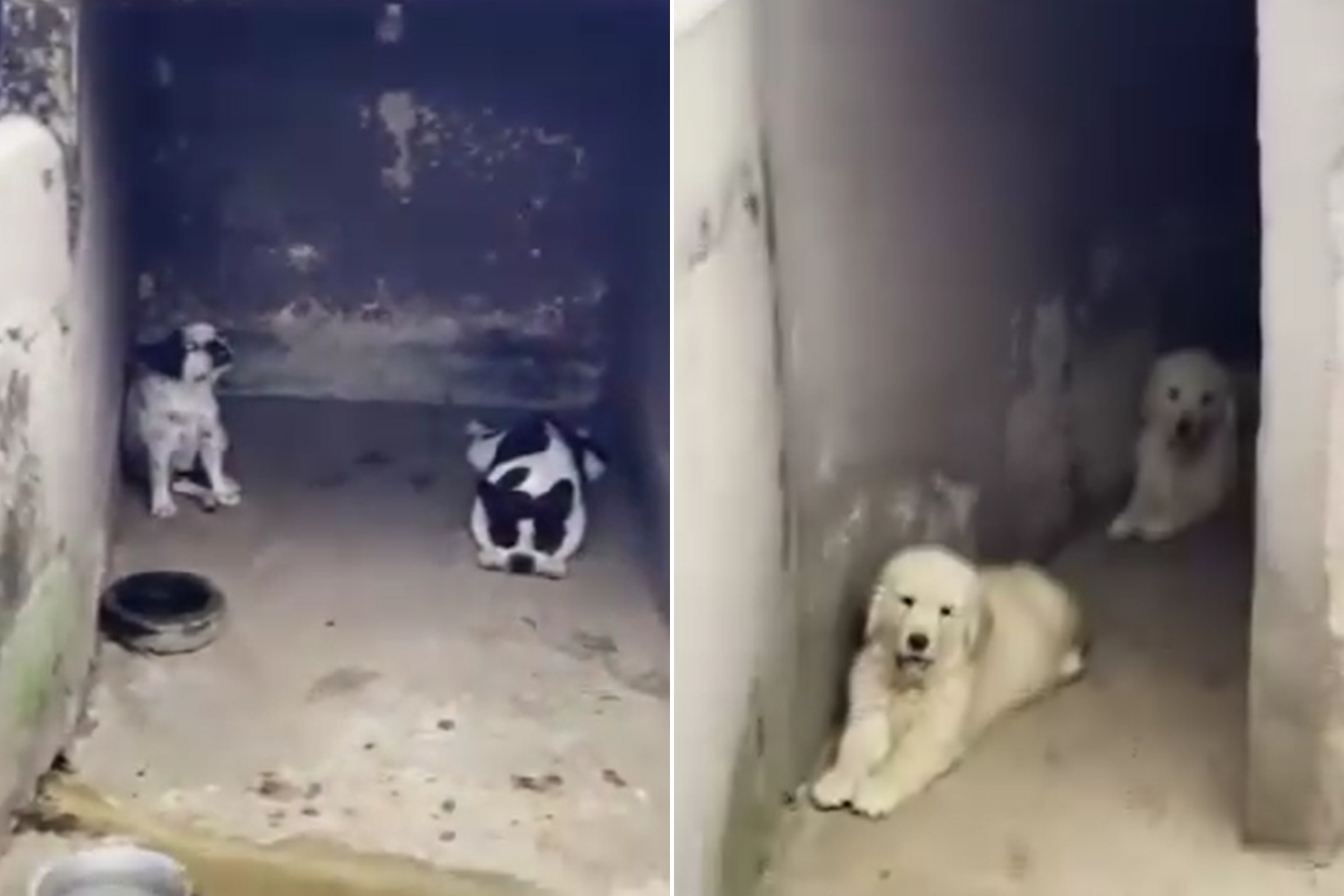 Homem é preso após cachorro passar por cirurgia clandestina em MG