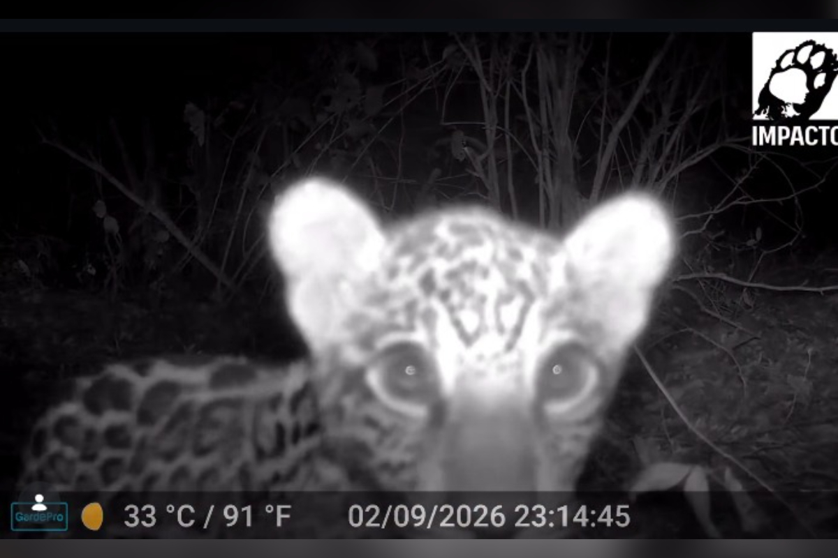 Filhote de onça-pintada é filmado brincando com troncos no Pantanal