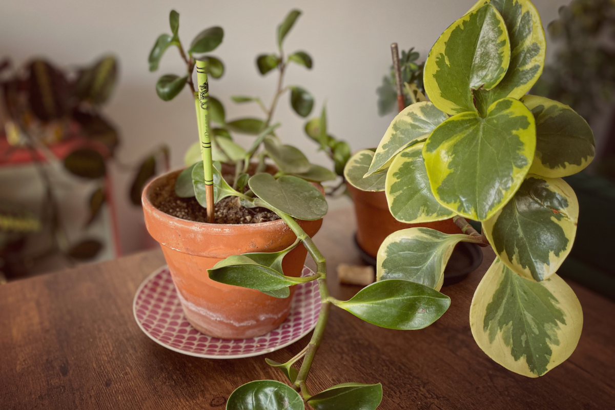 Peperômia é uma das melhores plantas para a cozinha; saiba como cultivar