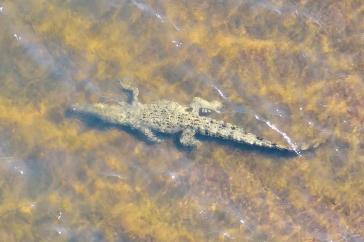 Na foto um crocodilo batizado de príncipe William