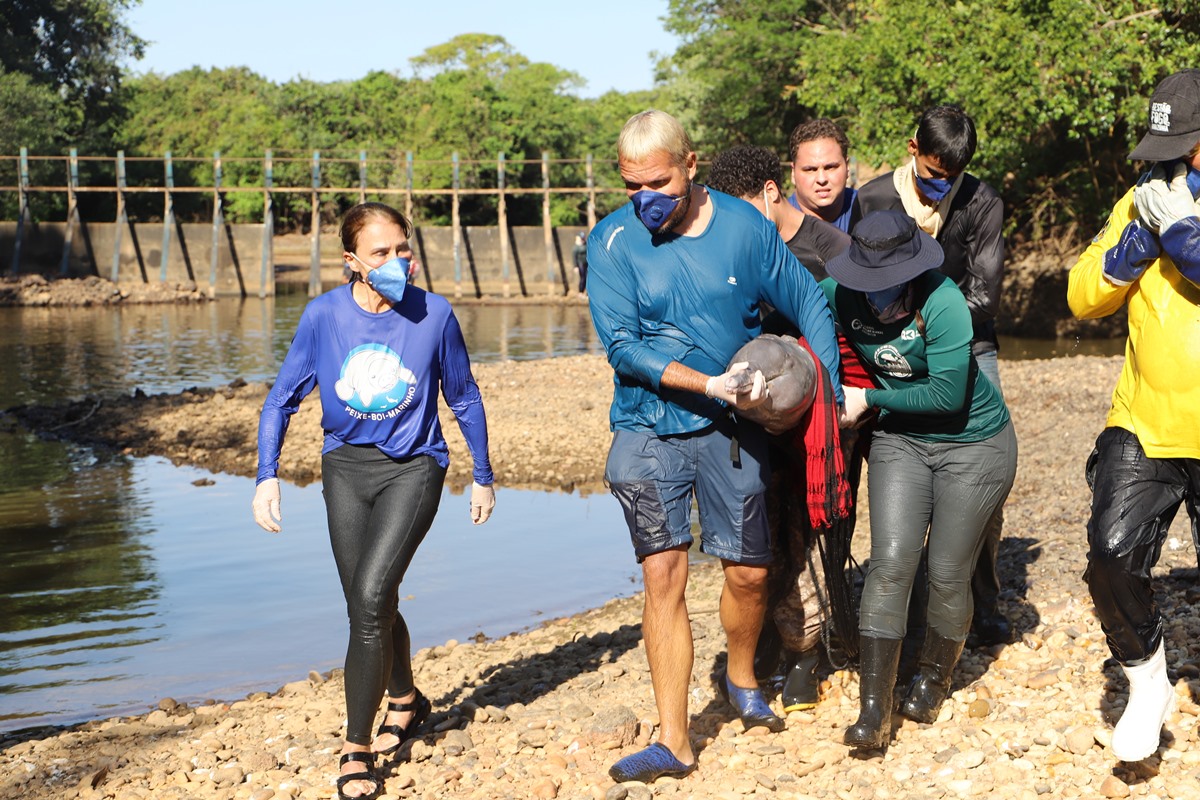 Equipe resgata botos vulneráveis à extinção que estavam isolados pela seca