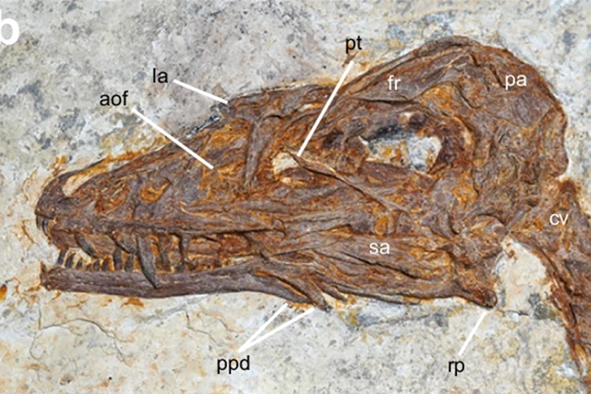 Foto colorida de ossada que representa restos de dinossauro encontrado na china - Metrópoles.