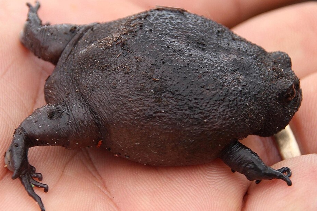 Foto colorida de sapo-negro-da-chuva - conhecido como sapo abacate mal-humorado. Animal preto e pequeno - Metrópoles.