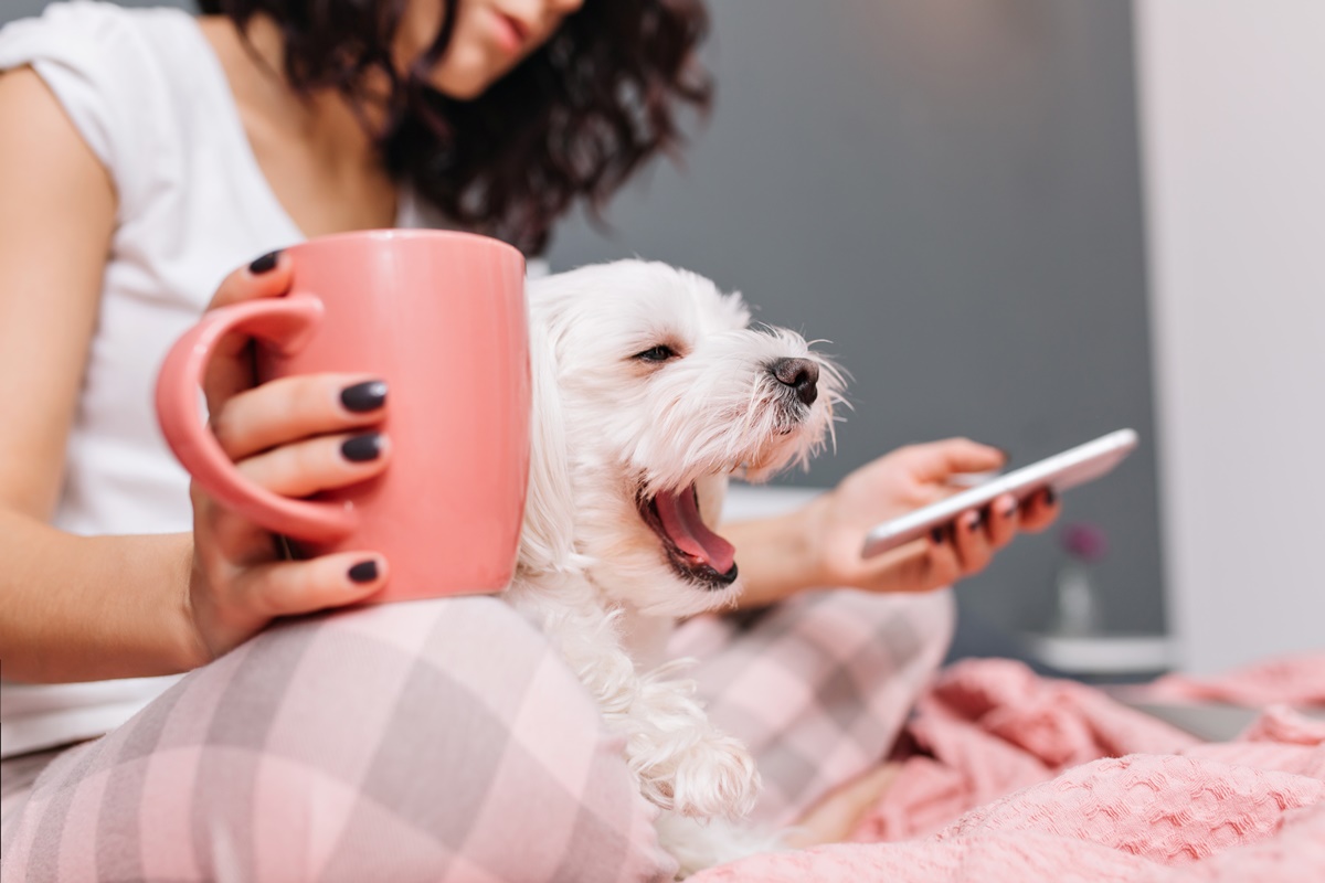 cachorro tomando chá