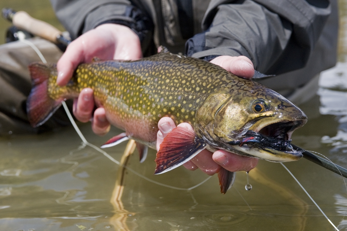 Biólogos usam "supermachos" para eliminar espécie invasora de peixe