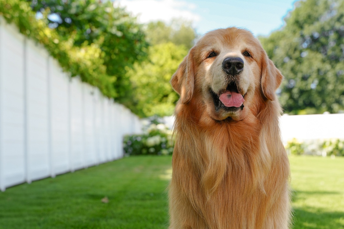 Tucker, golden retriever famoso na web, morre após diagnóstico de câncer