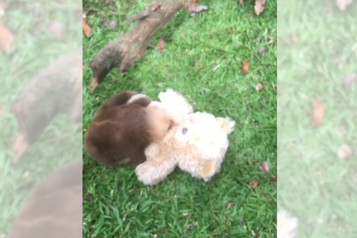 Filhote de preguiça abraça urso de pelúcia após perder a mãe; veja vídeo