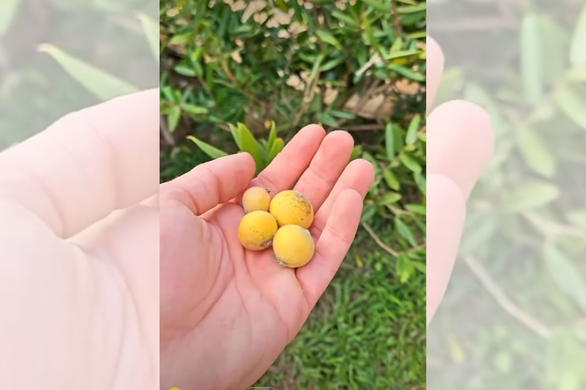 Jabuticaba-amarela: conheça os benefícios da fruta rica em vitamina C