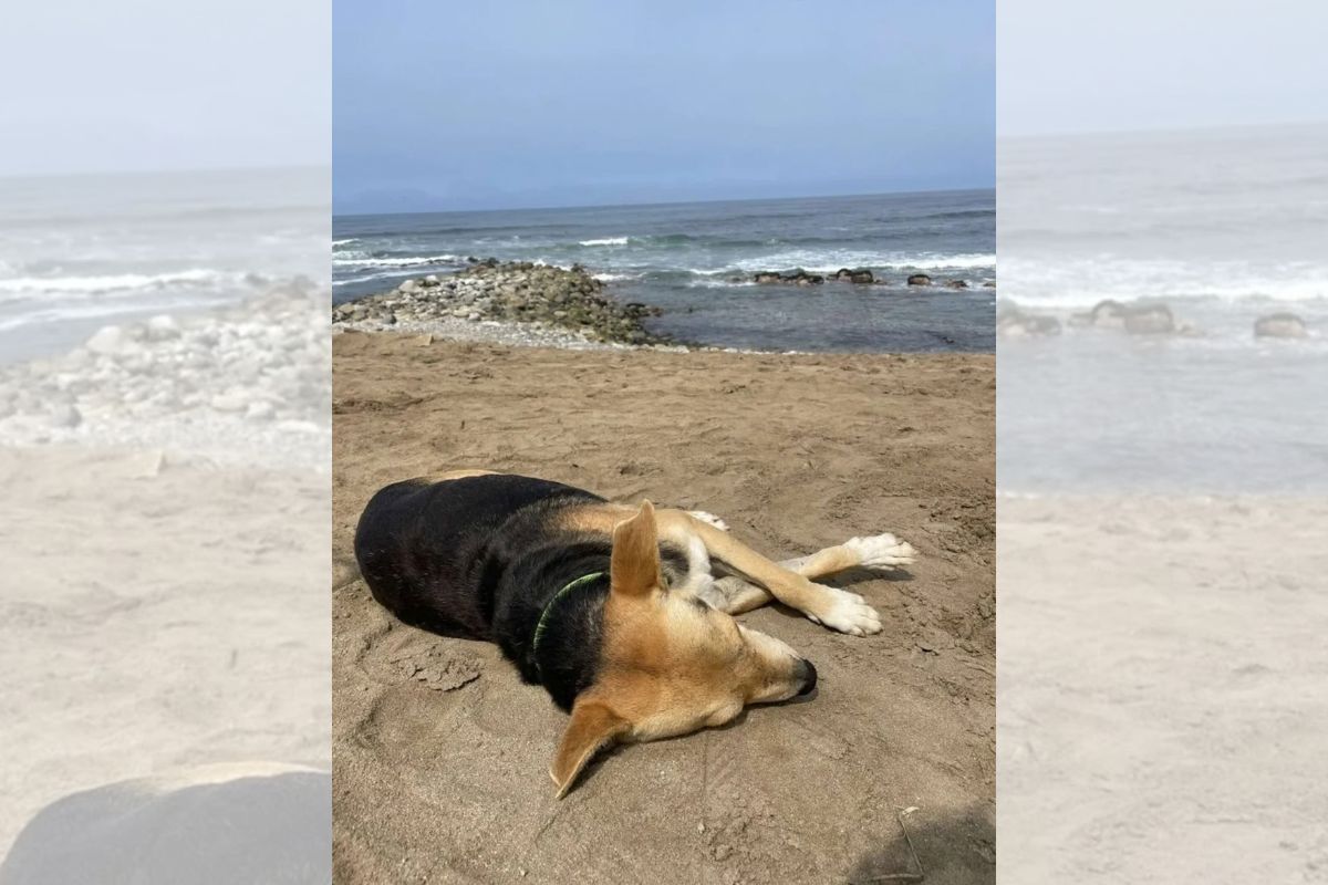Cachorro que visita o mar