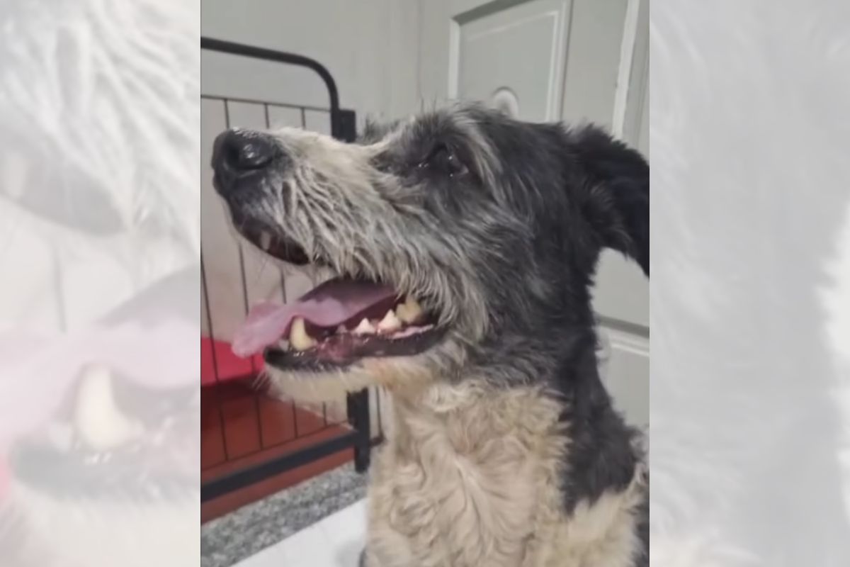 Deixados para trás: cães esperam por tutores em casa após serem abandonados
