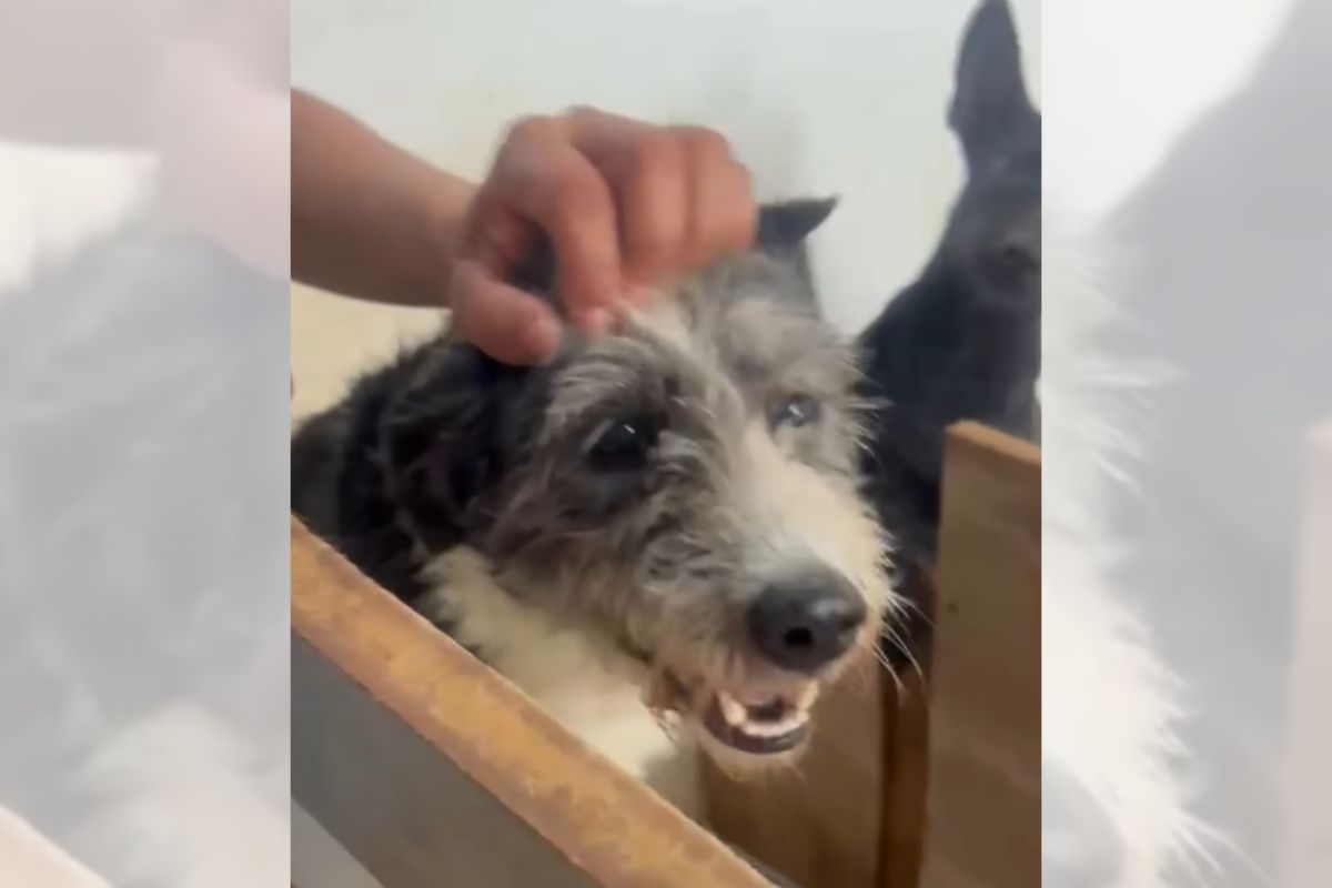 Cachorro abandonado