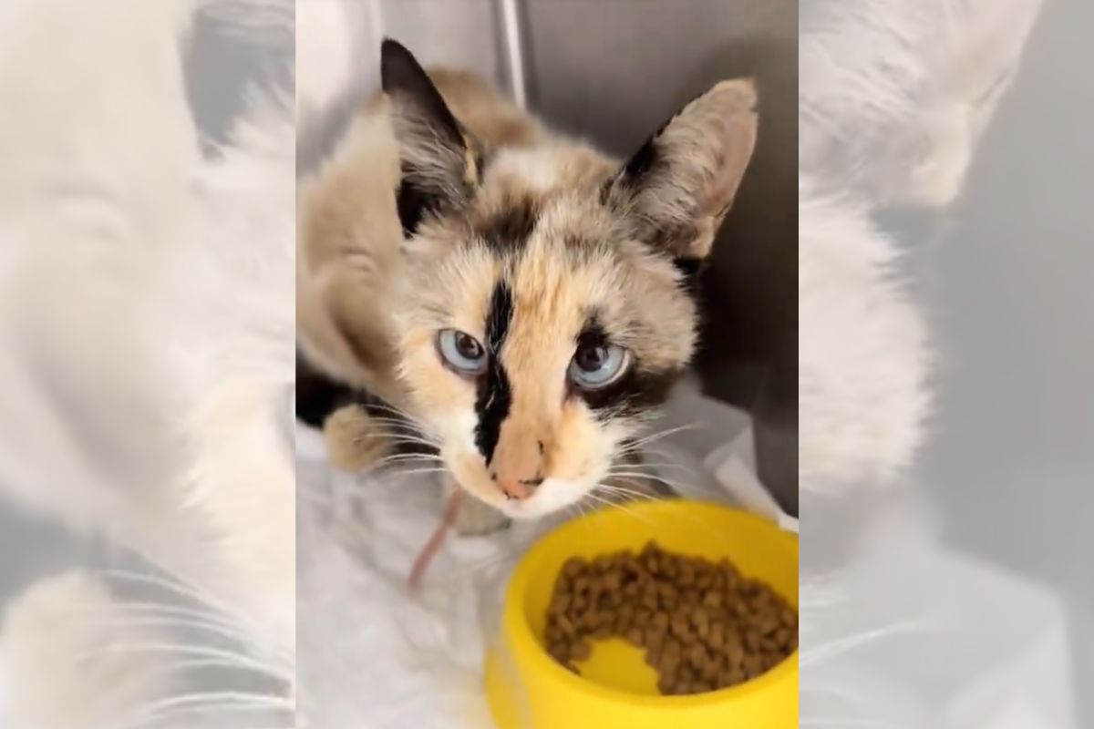 Motorista de aplicativo nega socorro a gata envenenada em estado grave
