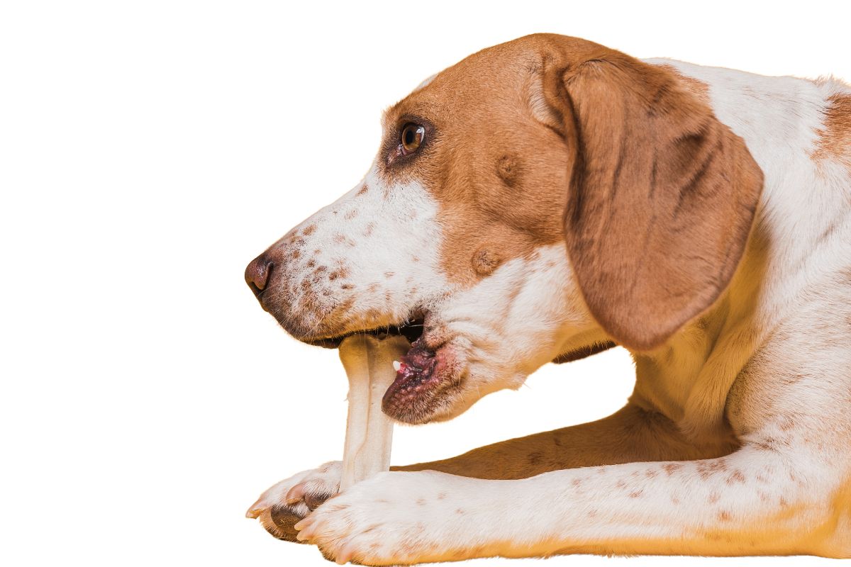 cachorro