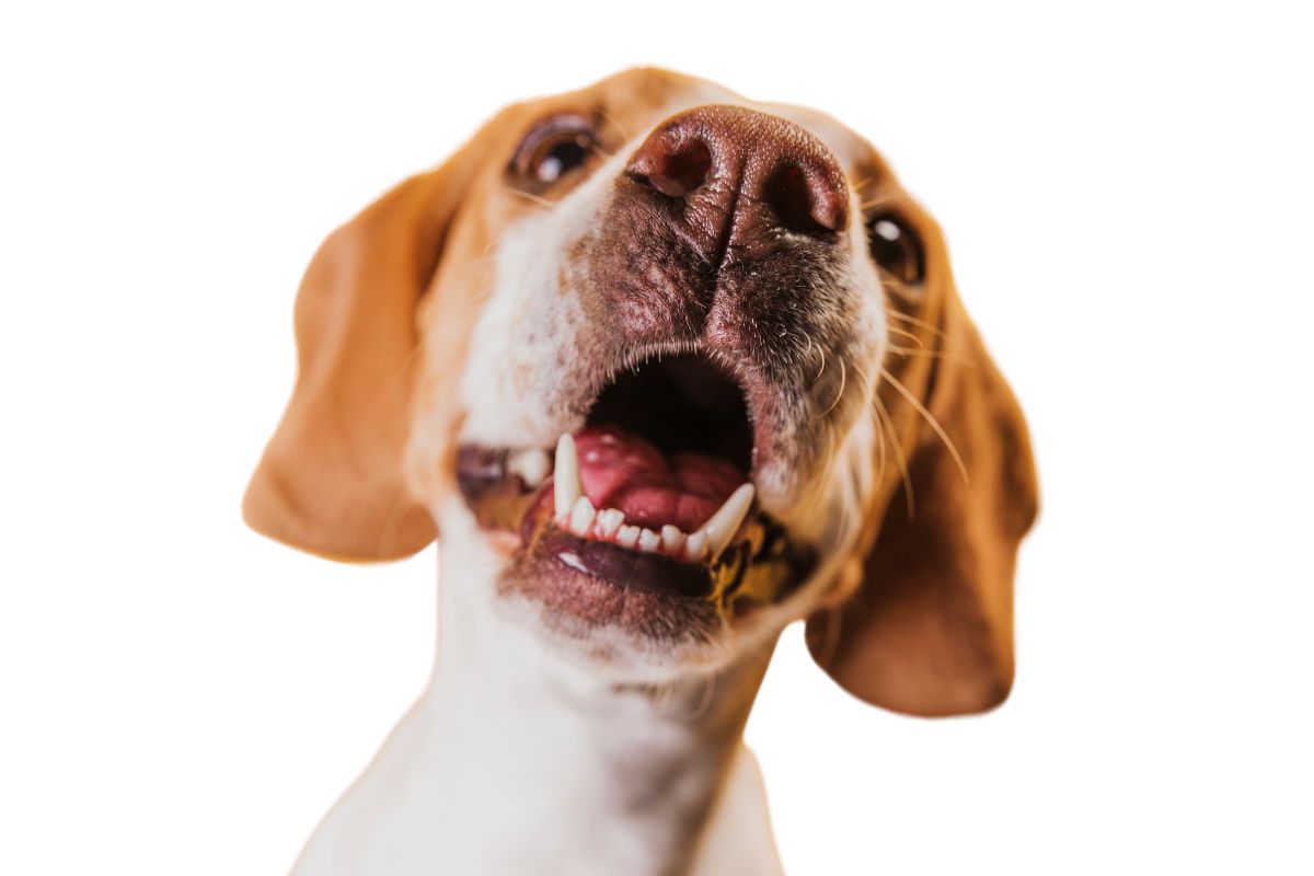 Seu cachorro não para de latir no portão? Veterinário explica o que fazer
