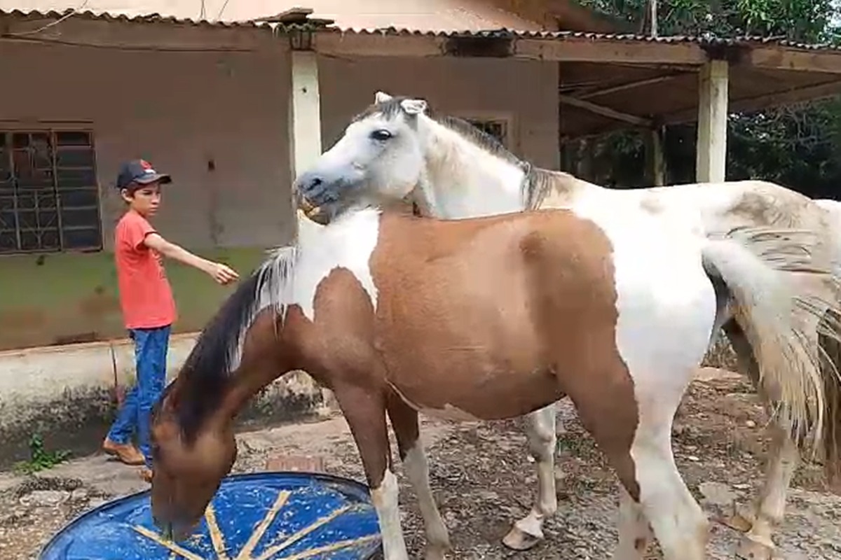 Cavalos são furtados em chácara e família pede ajudar para achar animais