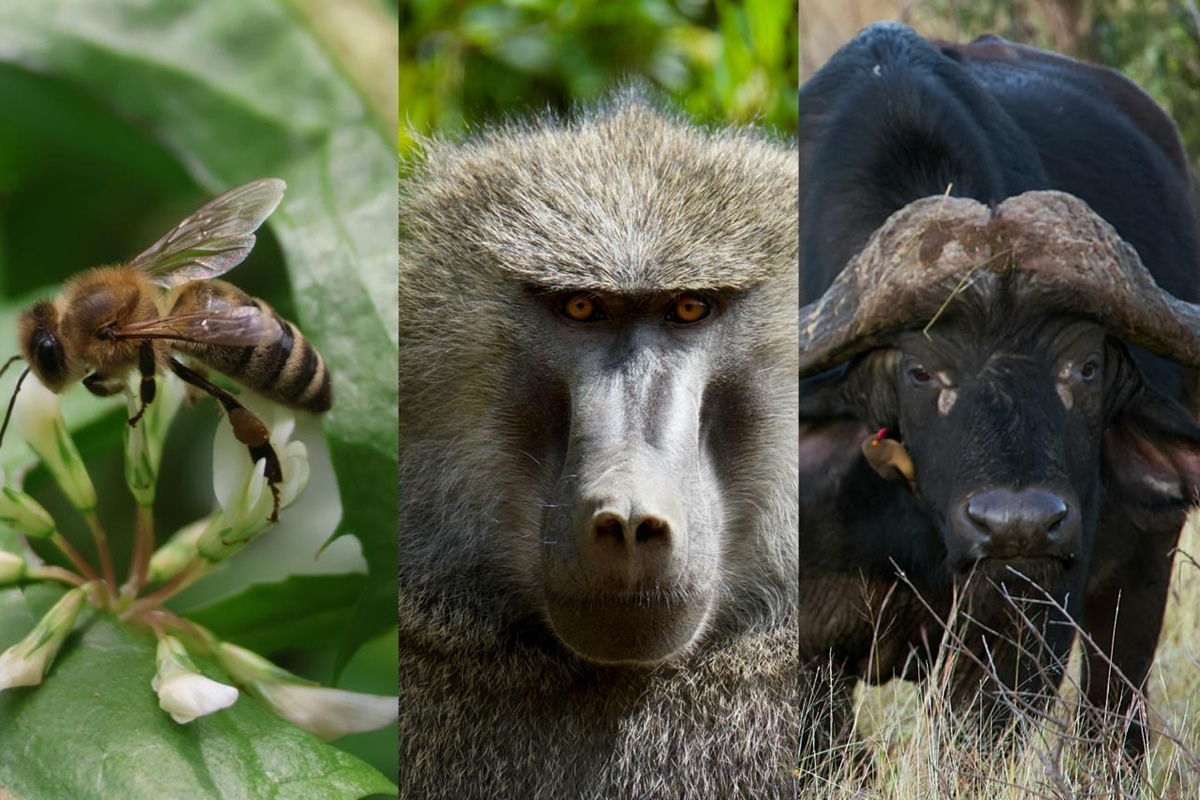 Democracia animal: bichos podem “votar” para definir o destino na natureza