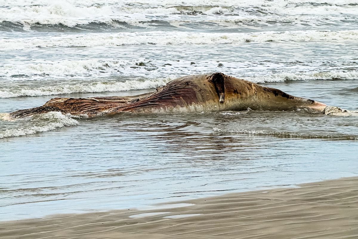 Baleia-jubarte é encontrada morta à beira-mar em praia de Mongaguá