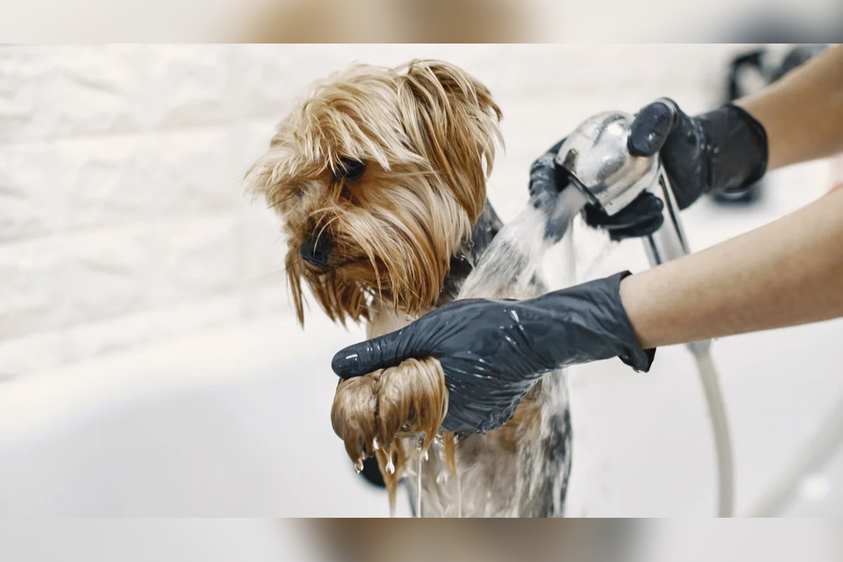 Preços de banho e tosa de pets disparam em BH e chegam a quase R$ 400