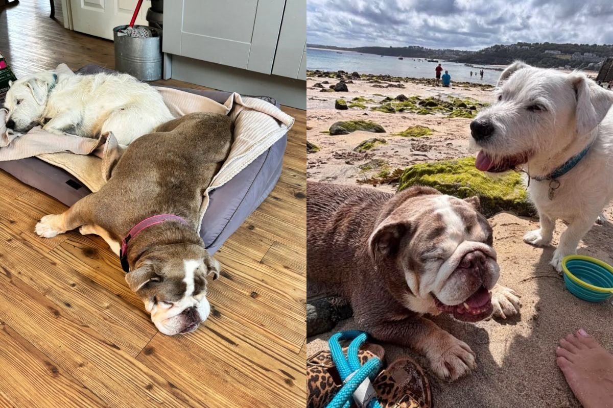 cadela buldogue